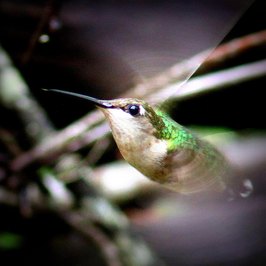 IMG_3727-001 - Ruby-throated Hummingbird Photograph by Travis Truelove