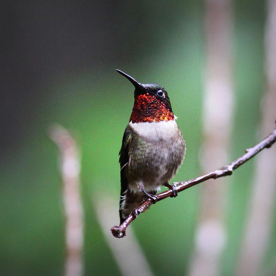 IMG_373_001 - Ruby-throated Hummingbird Photograph by Travis Truelove