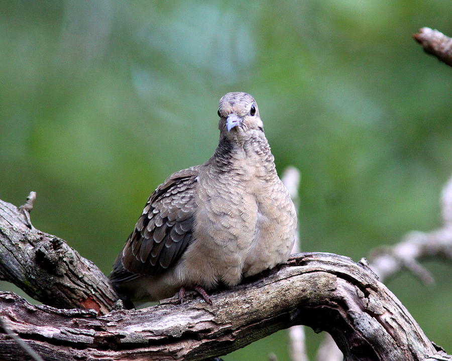 IMG_3733 - Mourning Dove Photograph by Travis Truelove