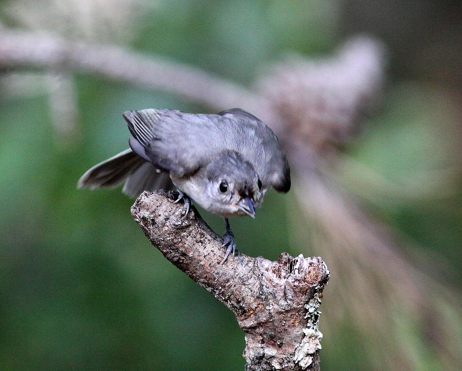 IMG_3733 - Tufted Titmouse Photograph by Travis Truelove