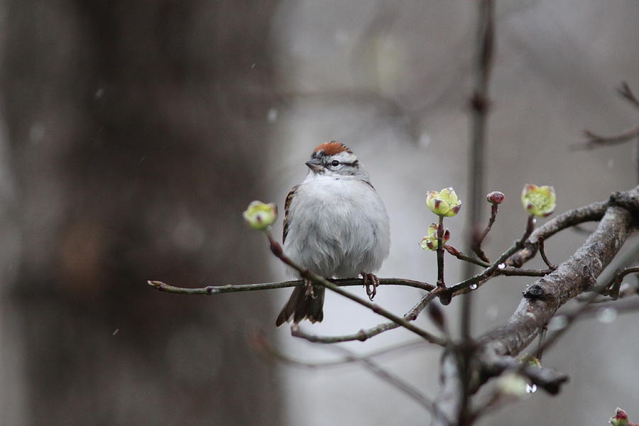 IMG_3736 - Chipping Sparrow Photograph by Travis Truelove