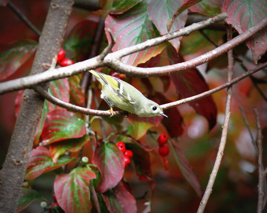 IMG_3747-004 - Ruby-crowned Kinglet Photograph by Travis Truelove