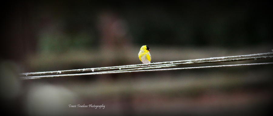 IMG_3770-002 - American Goldfinch Photograph by Travis Truelove