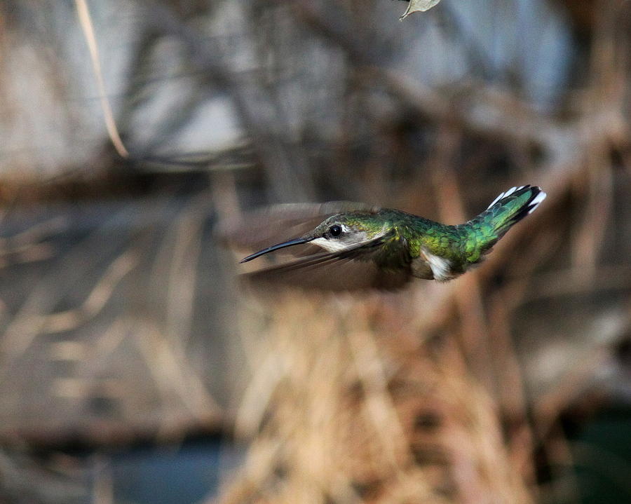 IMG_3785-001 - Ruby-throated Hummingbird Photograph by Travis Truelove