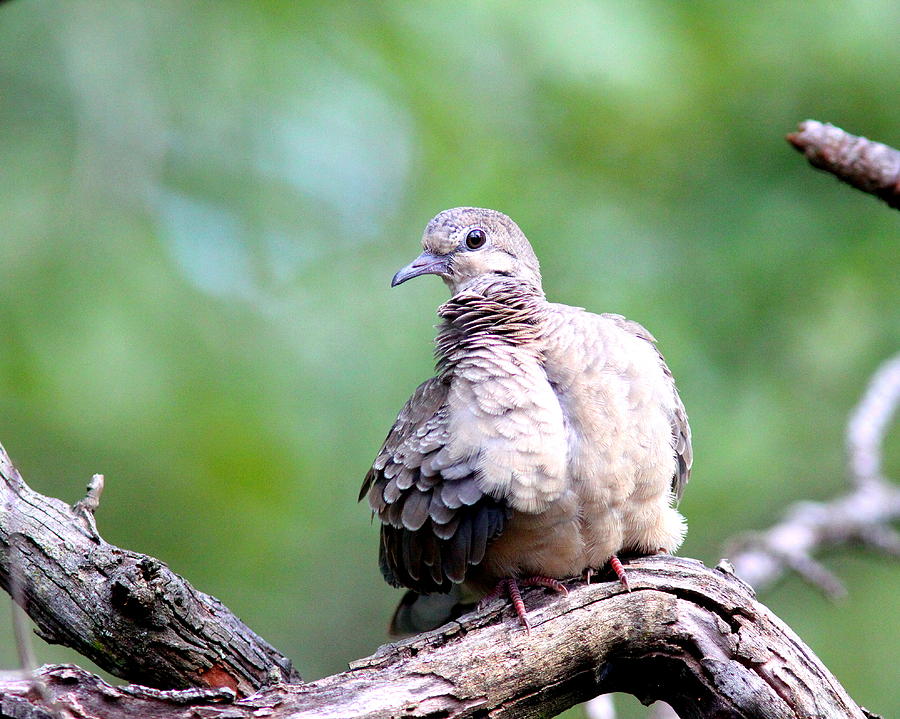 IMG_3786 - Mourning Dove Photograph by Travis Truelove