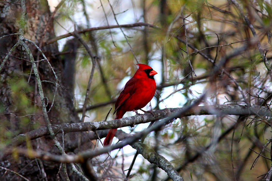 IMG_3787-004 - Northern Cardinal Photograph by Travis Truelove
