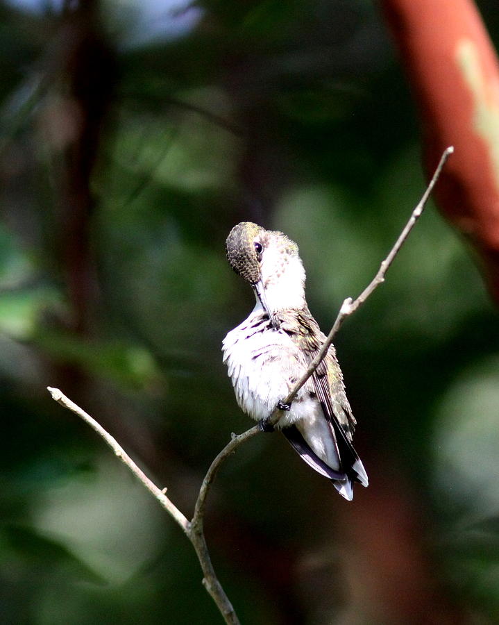 IMG_3790-001 - Ruby-throated Hummingbird Photograph by Travis Truelove