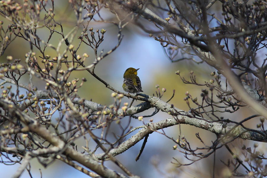 IMG_3822-001 - Pine Warbler Photograph by Travis Truelove