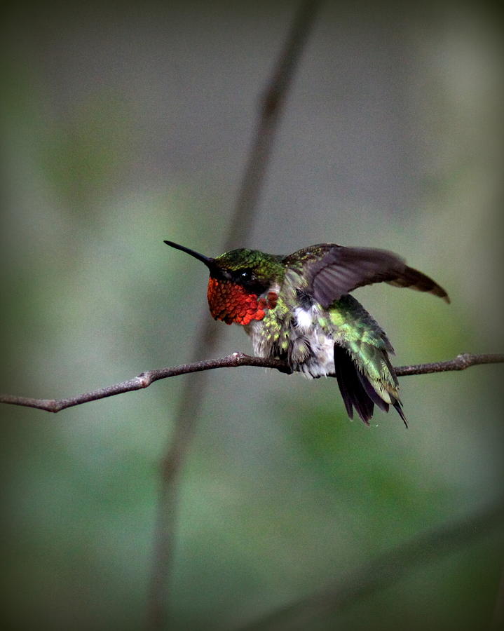 IMG_3826-003 - Ruby-throated Hummingbird Photograph by Travis Truelove