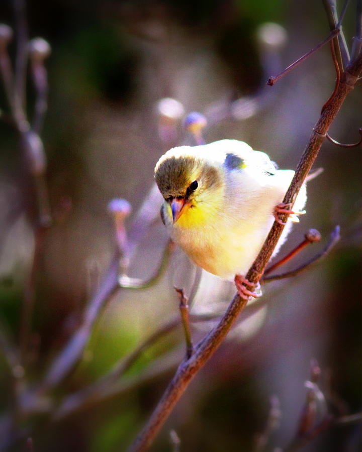 IMG_3888 - American Goldfinch Photograph by Travis Truelove