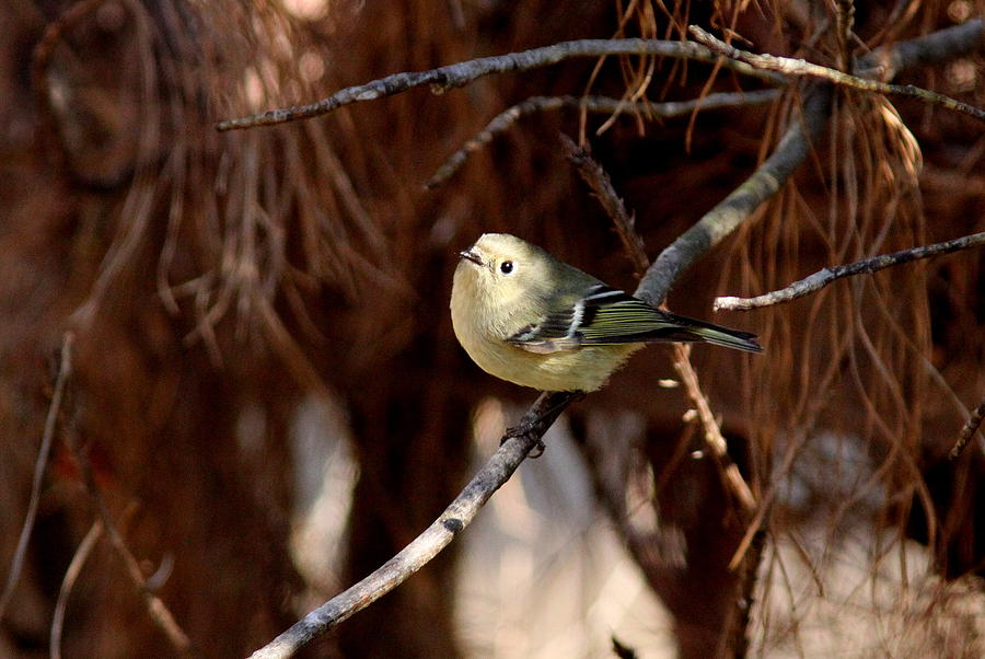 IMG_3969 - Ruby-crowned Kinglet Photograph by Travis Truelove