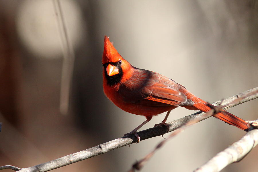 IMG_4038 - Northern Cardinal Photograph by Travis Truelove
