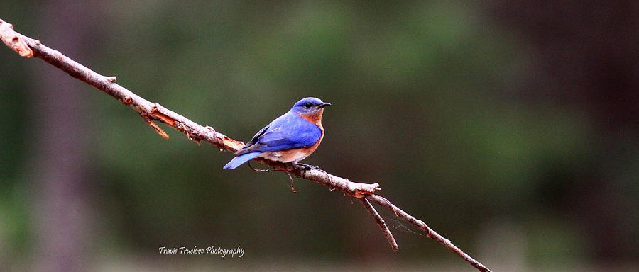 IMG_4058-001 - Eastern Bluebird Photograph by Travis Truelove