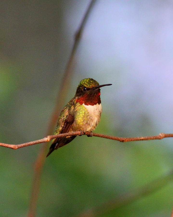 IMG_4118 - Ruby-throated Hummingbird Photograph by Travis Truelove