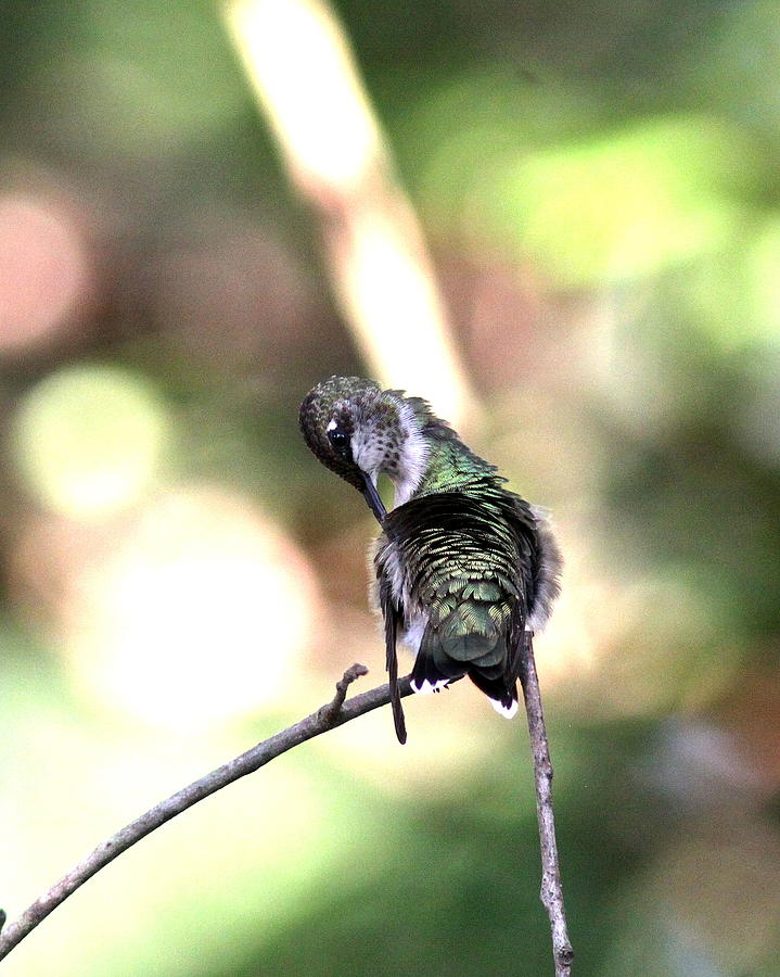 IMG_4129-001 - Ruby-throated Hummingbird Photograph by Travis Truelove