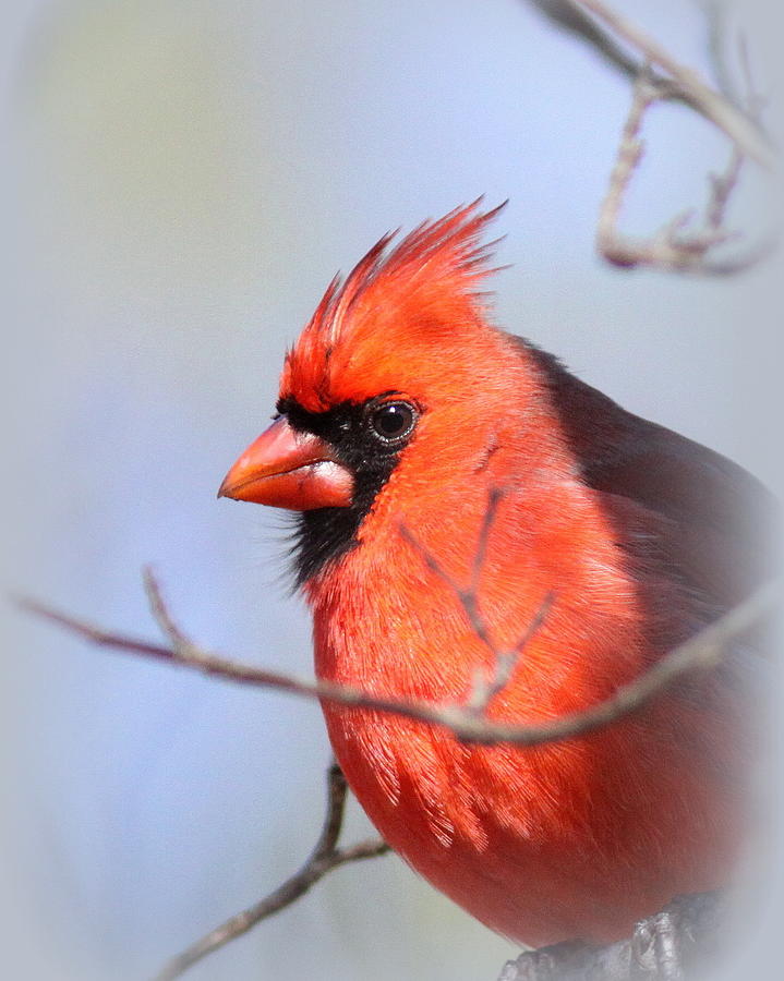 IMG_4130-013 - Northern Cardinal Photograph by Travis Truelove