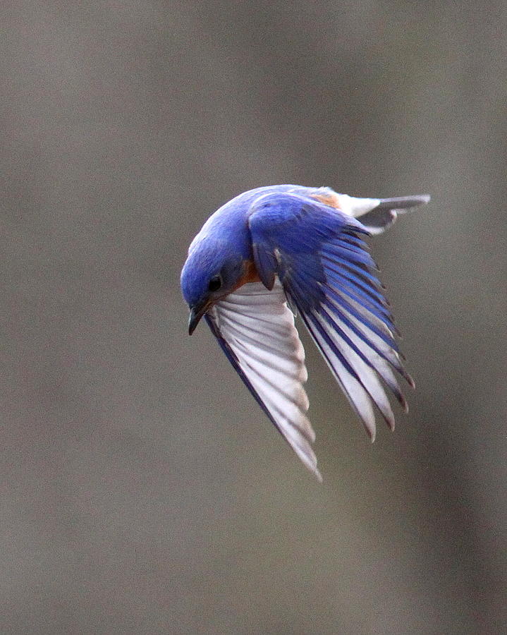 IMG_4138-002 - Eastern Bluebird Photograph by Travis Truelove