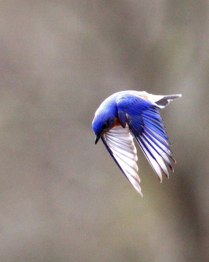 IMG_4138-004 -  Eastern Bluebird Photograph by Travis Truelove