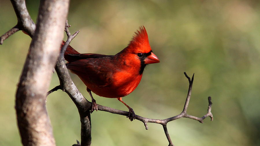 IMG_4140-001 - Northern Cardinal Photograph by Travis Truelove