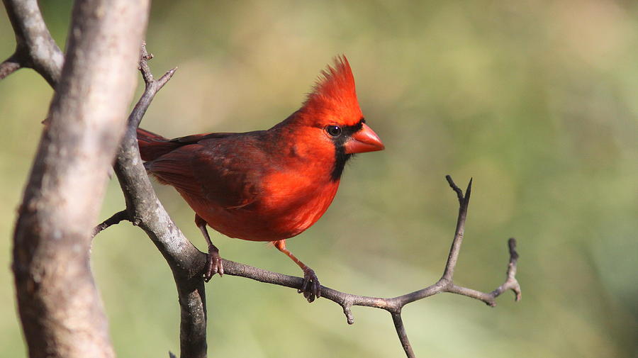 IMG_4140-002 - Northern Cardinal Photograph by Travis Truelove