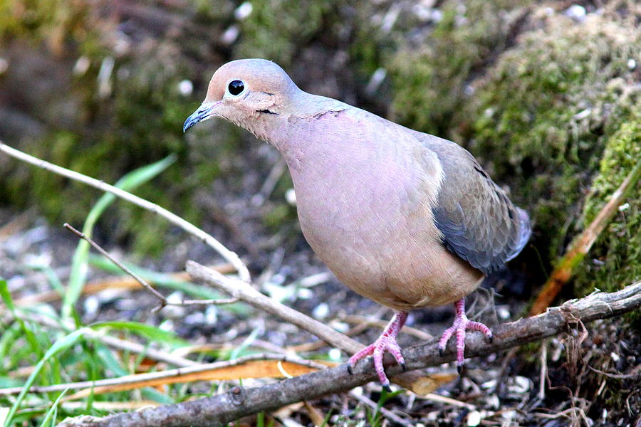 IMG_4142 - Mourning Dove Photograph by Travis Truelove