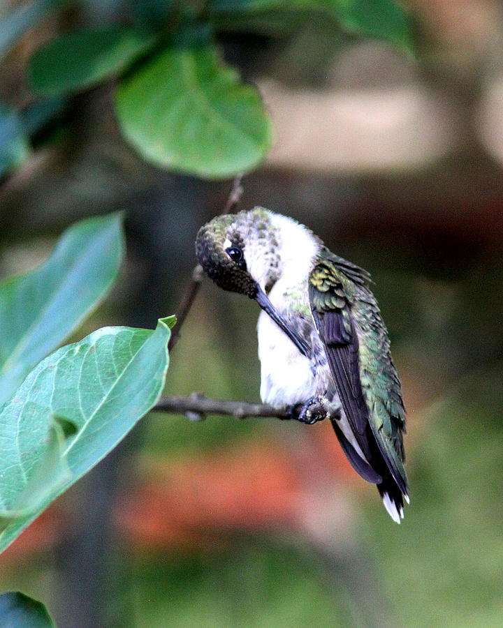IMG_4158-001 - Ruby-throated Hummingbird Photograph by Travis Truelove