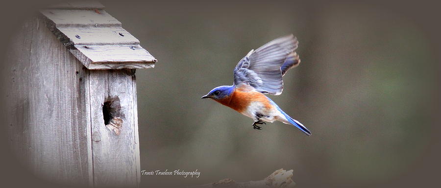 IMG_4161-001 -  Eastern Bluebird Photograph by Travis Truelove