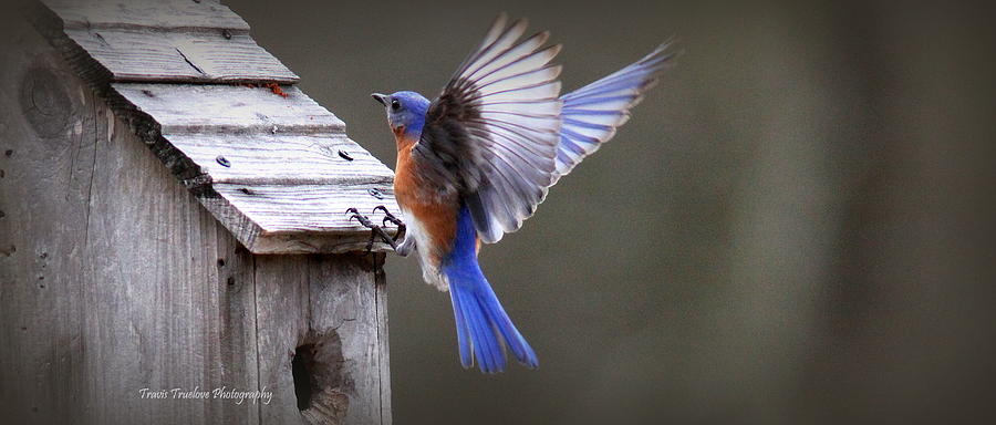 IMG_4164-001 -  Eastern Bluebird Photograph by Travis Truelove