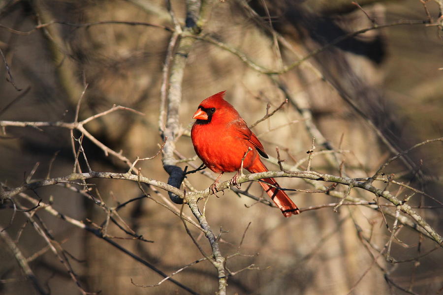 IMG_4164-001 -  Northern Cardinal Photograph by Travis Truelove