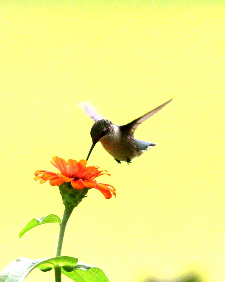 IMG_4175-001 - Ruby-throated Hummingbird Photograph by Travis Truelove