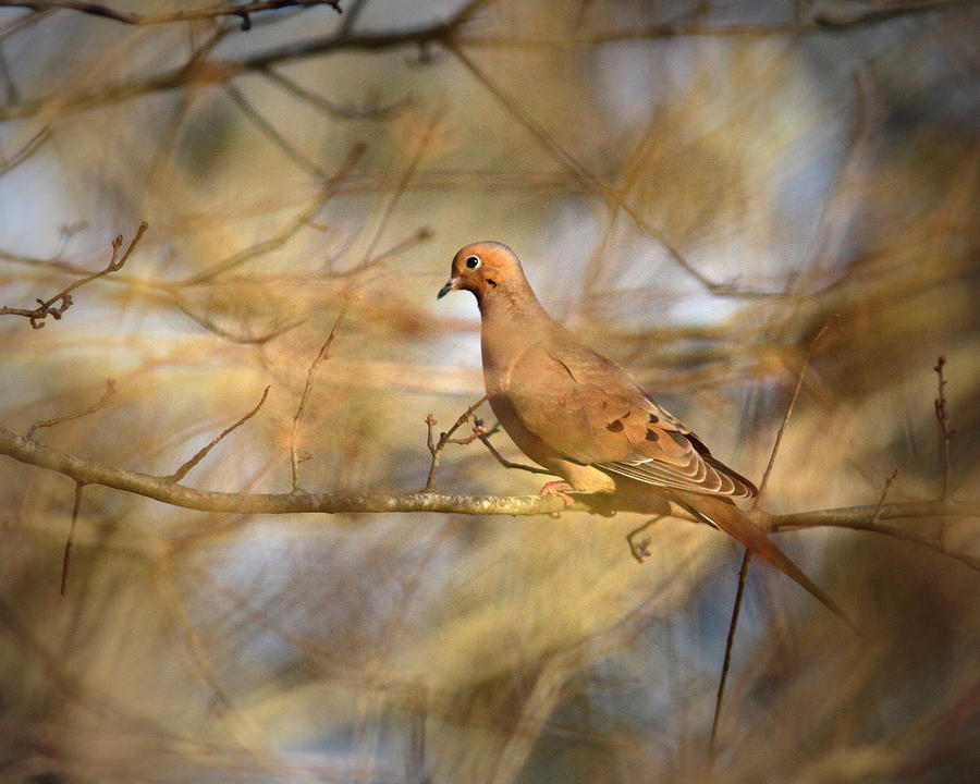 IMG_4176-001 - Mourning Dove Photograph by Travis Truelove