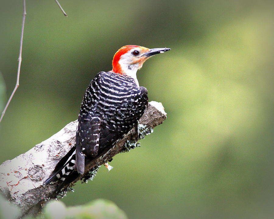 IMG_4176 - Red-bellied Woodpecker Photograph by Travis Truelove