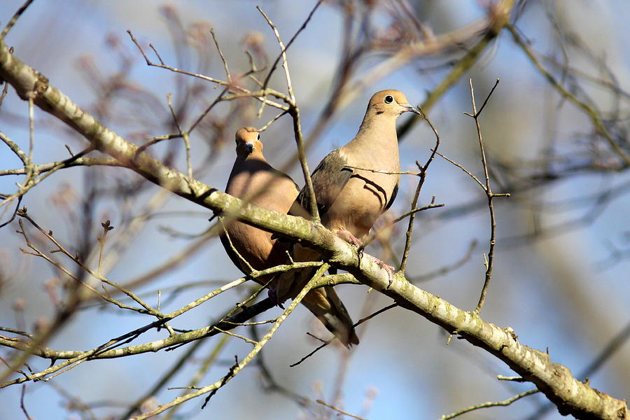 IMG_4191 - Mourning Dove Photograph by Travis Truelove