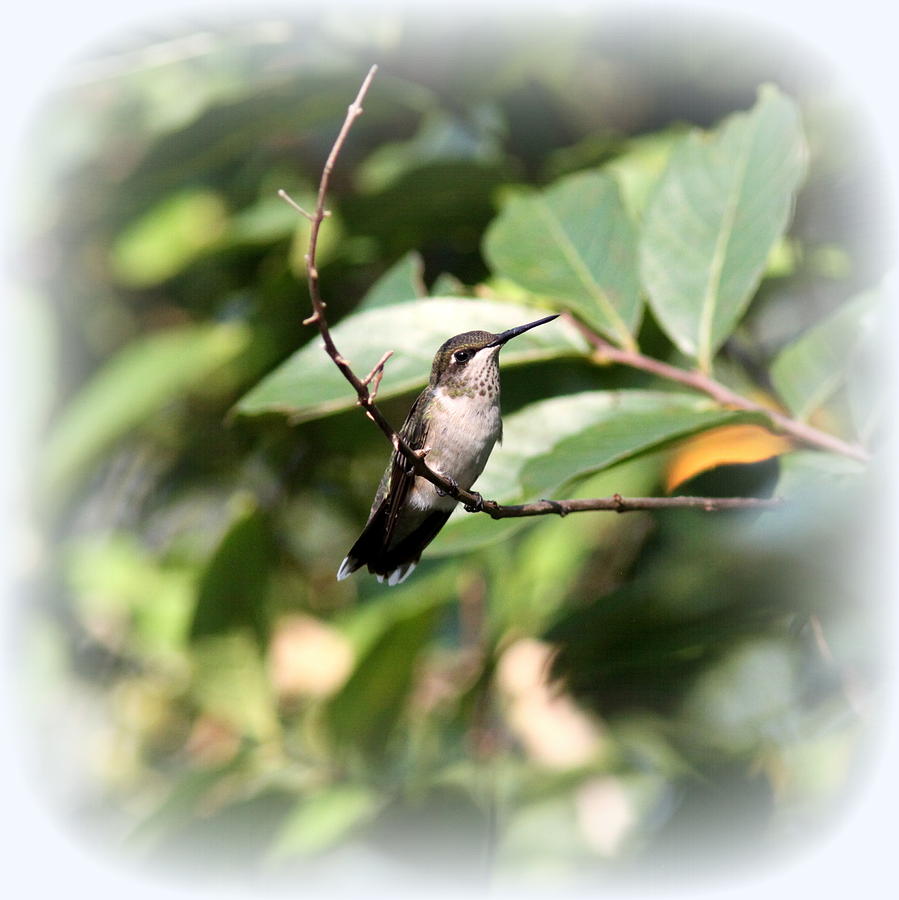 IMG_4195-001 - Ruby-throated Hummingbird Photograph by Travis Truelove