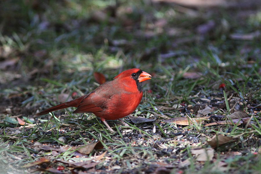 IMG_4215-003 - Northern Cardinal Photograph by Travis Truelove