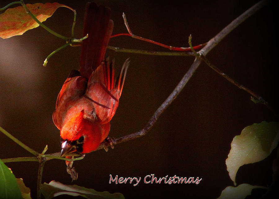 IMG_4217 - Northern Cardinal Christmas Card Photograph by Travis Truelove