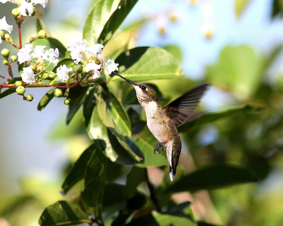 IMG_4222-003 - Ruby-throated Hummingbird Photograph by Travis Truelove