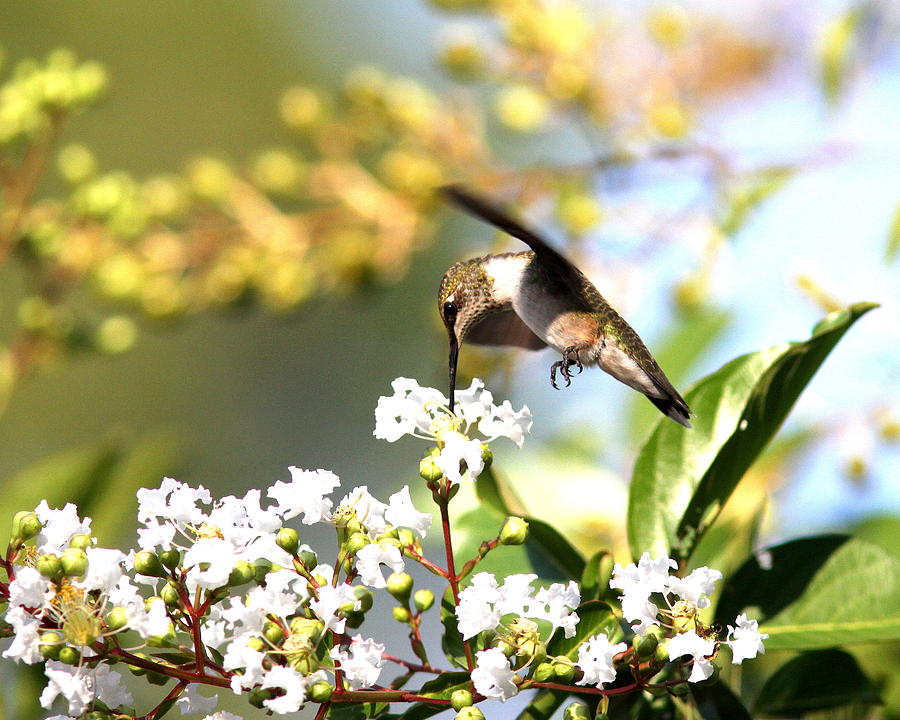 IMG_4228-005 - Ruby-throated Hummingbird Photograph by Travis Truelove
