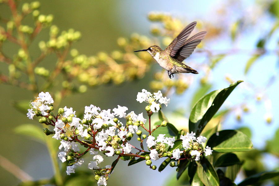 IMG_4232-007 - Ruby-throated Hummingbird Photograph by Travis Truelove