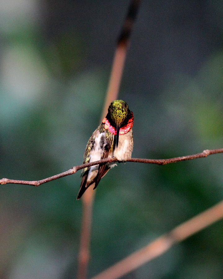 IMG_4240-001 - Ruby-throated Hummingbird Photograph by Travis Truelove