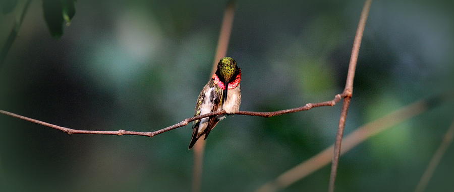 IMG_4240 - Ruby-throated Hummingbird Coffee Mug Photograph by Travis Truelove