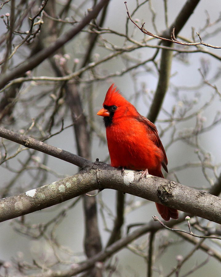 IMG_4255 - Northern Cardinal Photograph by Travis Truelove