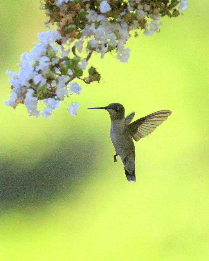IMG_4259-002 - Ruby-throated Hummingbird Photograph by Travis Truelove