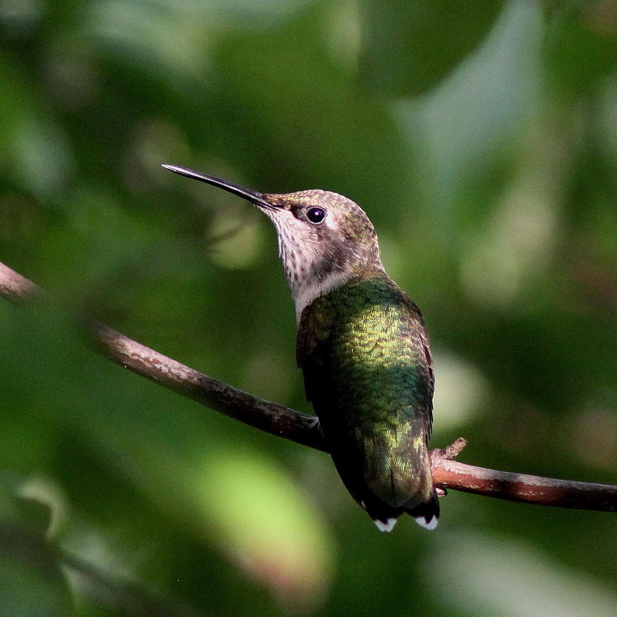IMG_4265 - Ruby-throated Hummingbird Photograph by Travis Truelove