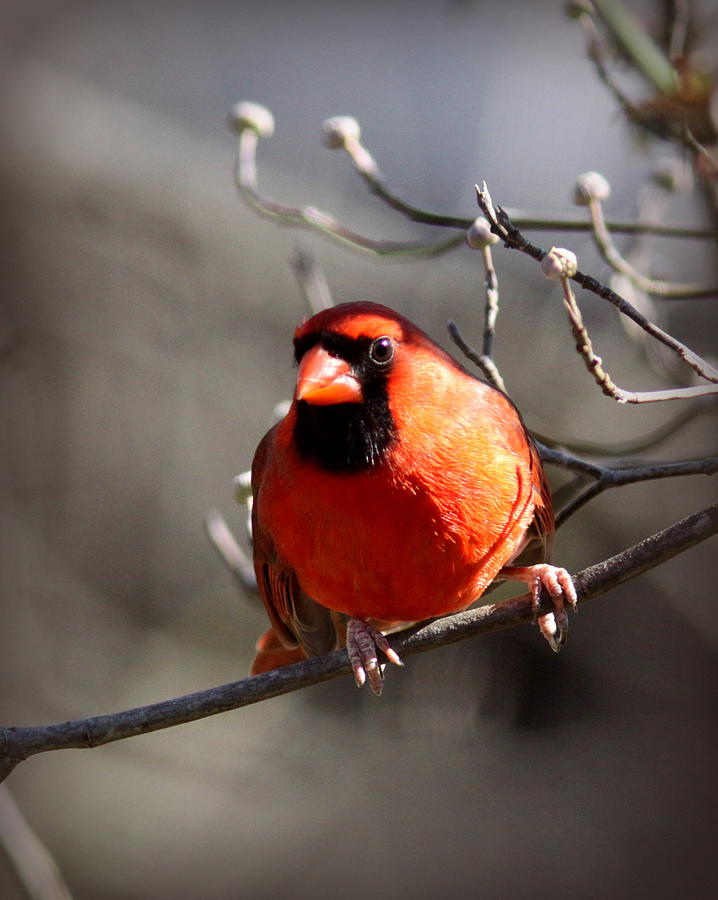 IMG_4290 - Northern Cardinal Photograph by Travis Truelove
