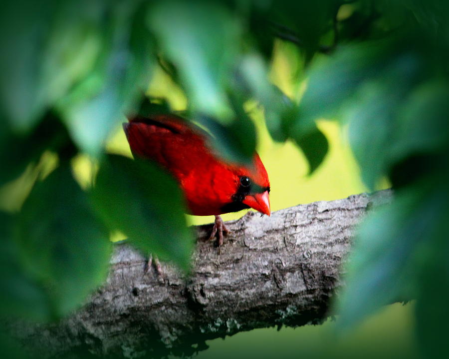 IMG_4307 - Northern Cardinal Photograph by Travis Truelove