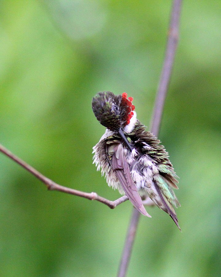 IMG_4344 - Ruby-throated Hummingbird Photograph by Travis Truelove