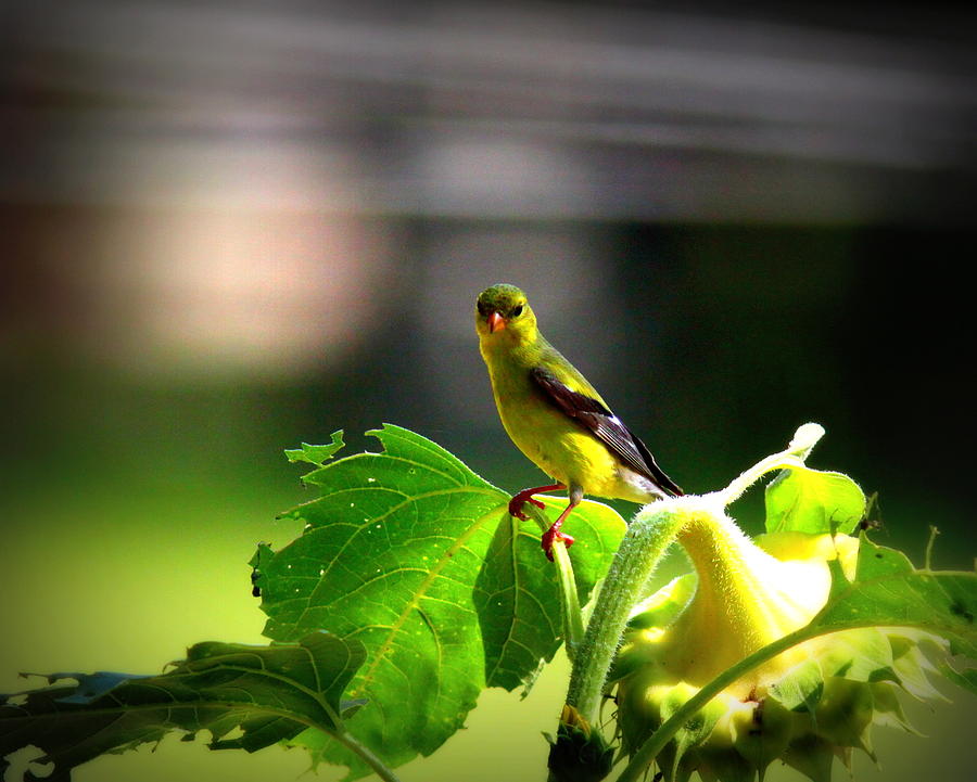 IMG_4354-002 - American Goldfinch Photograph by Travis Truelove