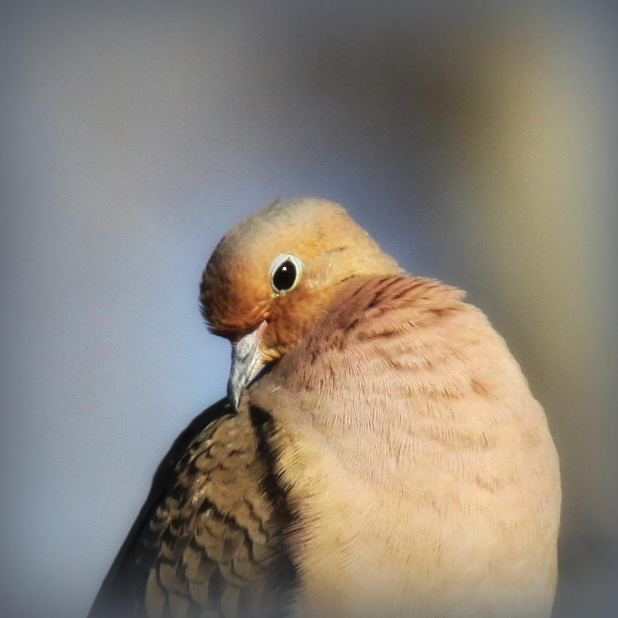 IMG_4356-001 - Mourning Dove Photograph by Travis Truelove