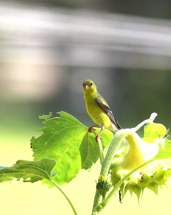 IMG_4356 - American Goldfinch Photograph by Travis Truelove